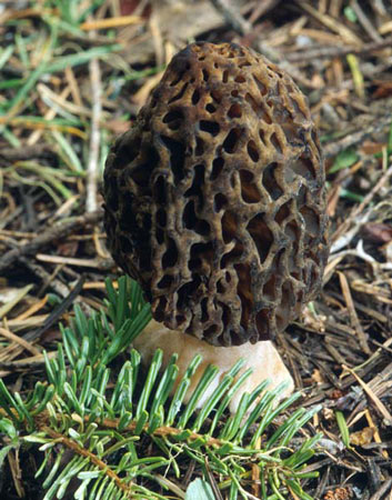 Black Morel: Morchella elata - Mushroom Species Images